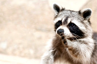 01-smart-animals-racoon