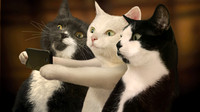 green_eyes_white_black_funny_cats_with_mobile_taking_photo_4k_hd_funny