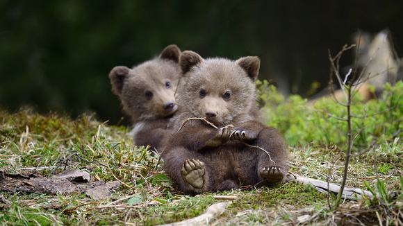 two_brown_panda_cub_are_sitting_on_grass_4k_hd_panda