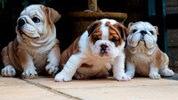 pet_puppy_baby_bulldogs_4k_5k_hd_animals