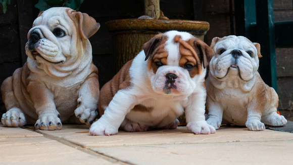 pet_puppy_baby_bulldogs_4k_5k_hd_animals