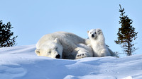 big_and_small_polar_bears_are_sitting_on_snow_4k_hd_bear