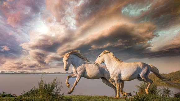 two_white_horses_are_running_on_grass_under_cloudy_sky_hd_horse