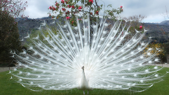 albino_white_peacock_with_open_feather_hd_birds