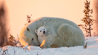 big_small_polar_bears_are_sitting_on_snow_hd_bear