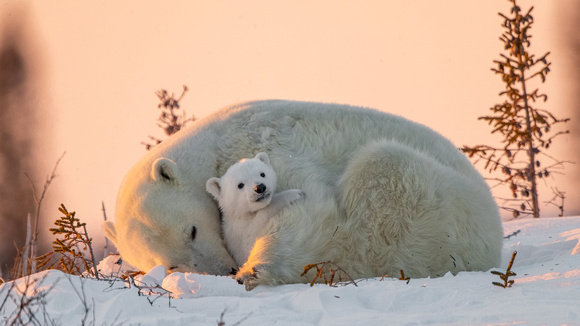 big_small_polar_bears_are_sitting_on_snow_hd_bear