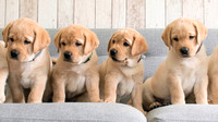 four_labrador_retriever_dog_puppies_are_sitting_on_couch_hd_dog